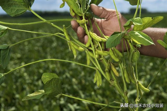 大豆有花无荚、有荚无籽、有籽干瘪、落花落荚的原因与防治技巧4