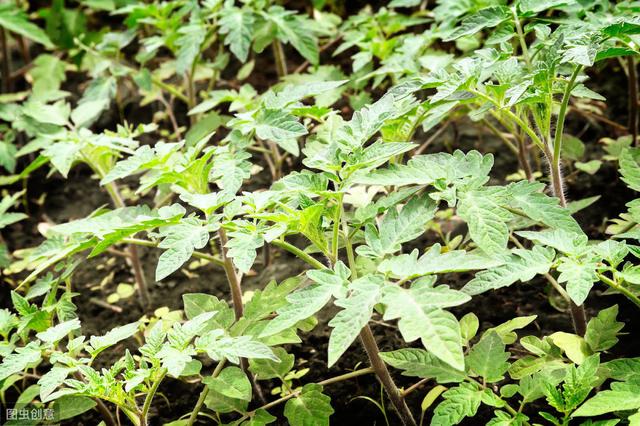 番茄茎基腐病高温高湿盛发，可致植株萎蔫枯死，今天教你高效防治13