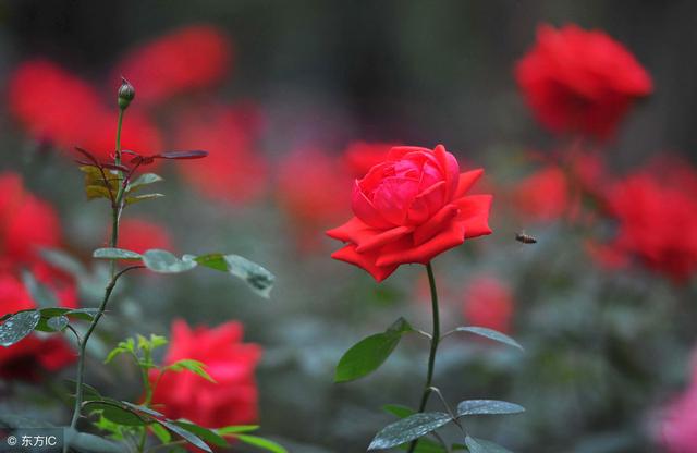 11朵红玫瑰花语