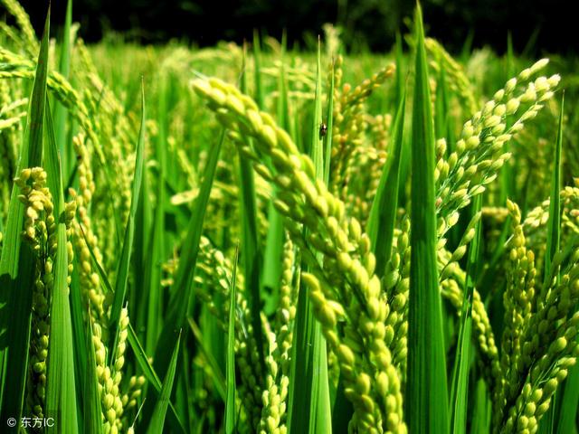 水稻上病虫害防治推荐药剂目录