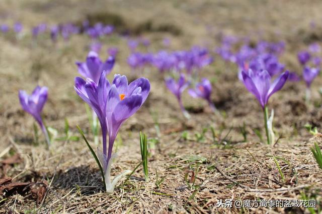 番红花花语（白番红花花语）