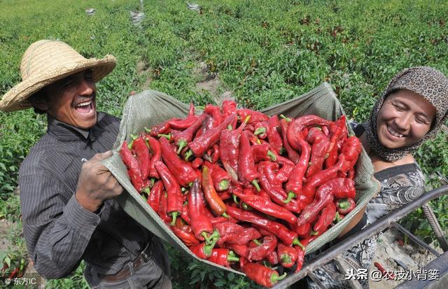 辣椒开花坐果困难、经常落花落果的原因有哪些？有哪些防治方法？9