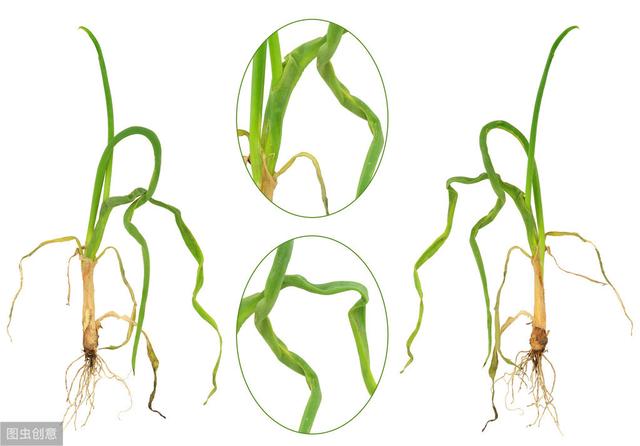 棚室蔬果根结线虫病害难根除，学会些知识方法，轻松防治不犯愁3