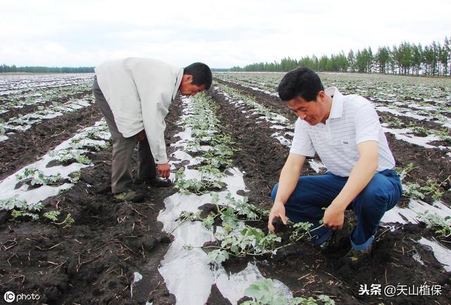 北疆打瓜高产种植技术1