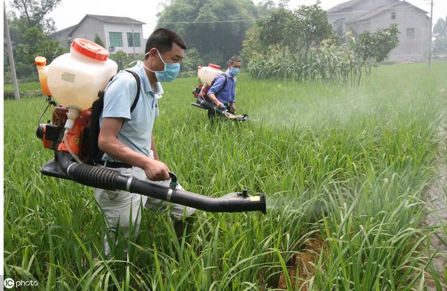 水稻螟虫怎样识别和防治？