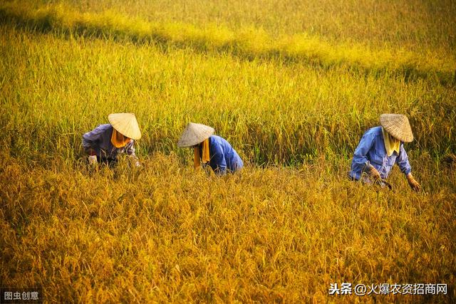 水稻钻心虫用什么药防治好 防治药剂推荐