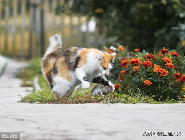 猫咪误食老鼠药中毒怎么办？及时抢救才是关键！3