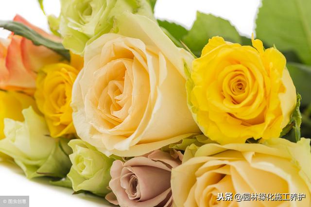 送玫瑰 送玫瑰（送玫瑰花的含义） 生活