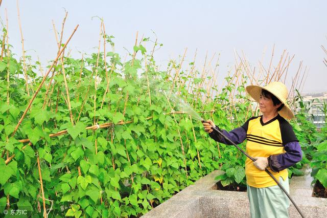 农民种植四季豆，在后期采取这种方法，菜豆多结荚，产量高2