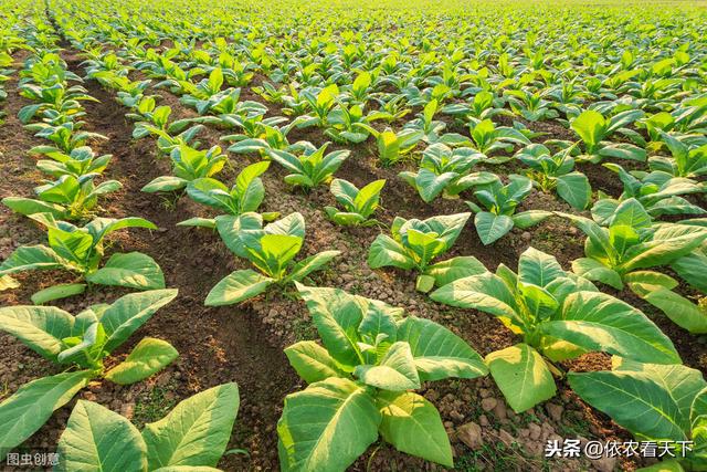 吸烟有害健康！仅从种植角度谈一下烟草灭绝性病害—烟草霜霉病3