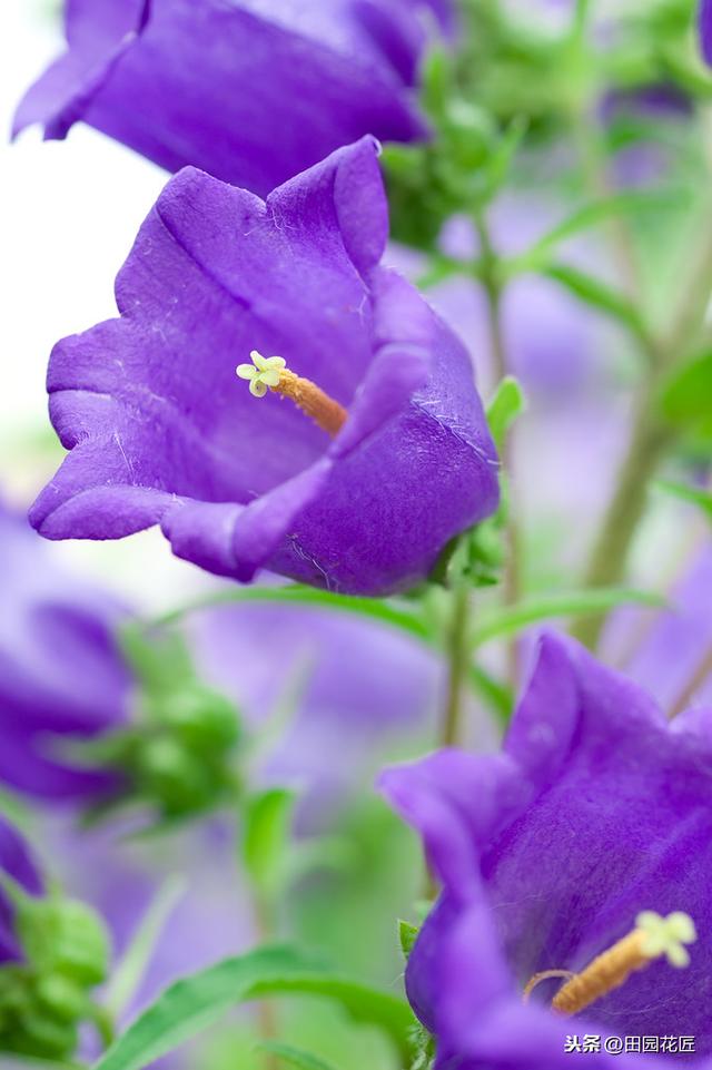 风铃花 风铃花（风铃花折纸教程） 生活