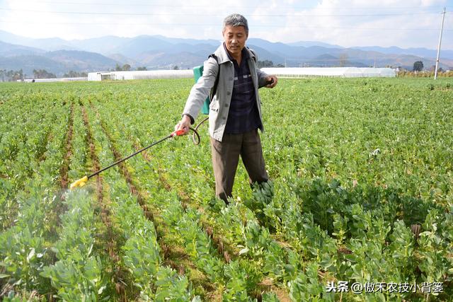 春季变暖，蚜虫即将爆发，掌握技巧早防早治，重防田间蚜虫危害15