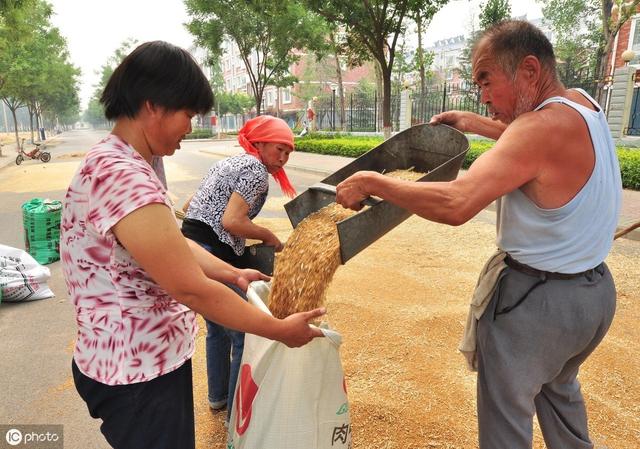 小麦已收获，储存时容易生虫和发霉，该怎么做能避免？2