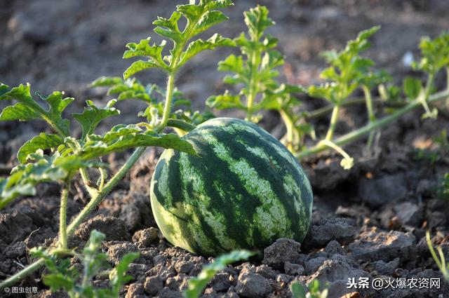 西瓜地用什么除草剂好 西瓜田除草剂使用方法