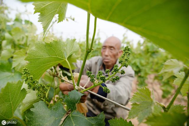 阳光玫瑰保果剂啥时候用？怎么用？一次性告诉你！从此高产不是梦2