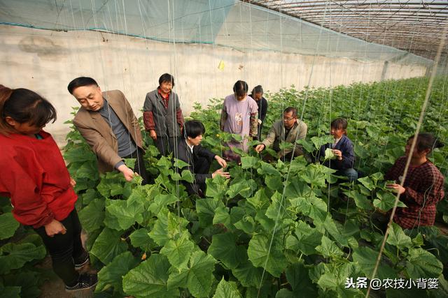 冬季大棚使用烟雾剂防治病虫害效果虽好，但一定要注意这4条5