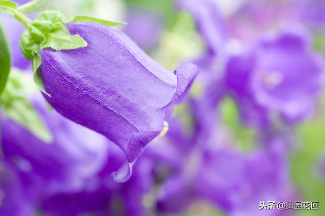 风铃花 风铃花（风铃花折纸教程） 生活