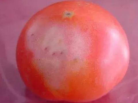 西红柿生理病害高清图谱！6