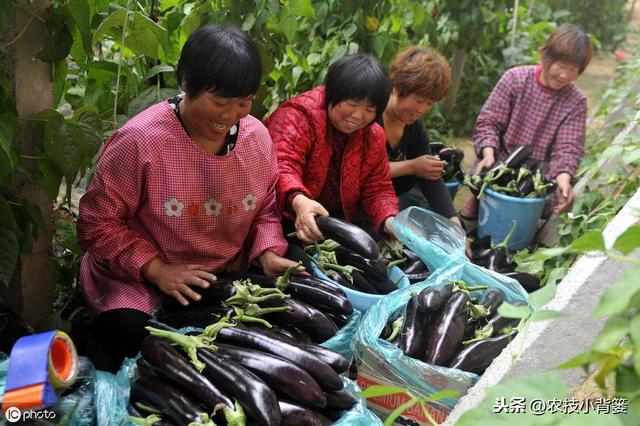 作物发生病毒病，危害重、易复发、难根治，这些防治方法要牢记！7