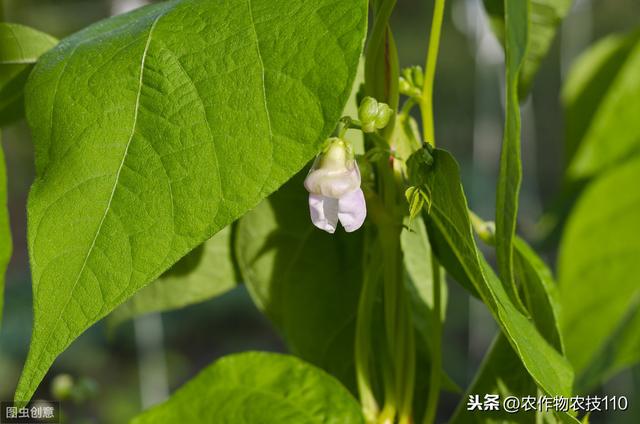 史上最全的芸豆，高产栽培管理技术！看了不后悔9