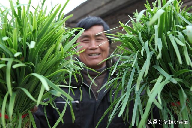 地里的韭菜经常黄叶干尖怎么办？8种常见原因和解决方法要知道11