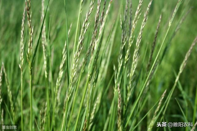 这个新药专治麦田雀麦、野燕麦、棒头草、硬草等禾本科杂草