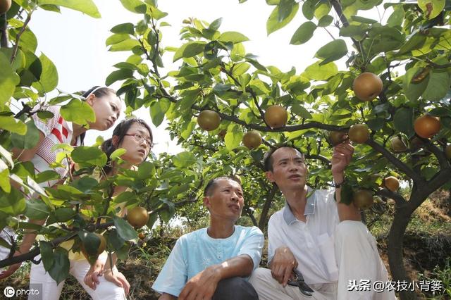 蓟马防治不当会降低作物的产量品质！学会这些蓟马防治不犯愁