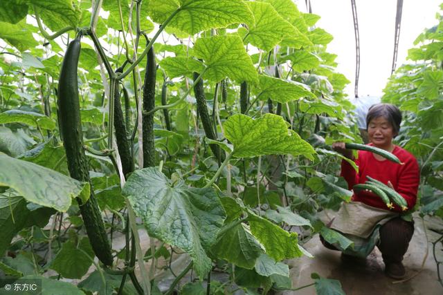 黄瓜出现药害和肥害怎么办？学会这些防治措施很有必要