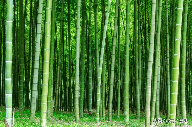 竹子常见虫害及其防治，农家大叔教你种植，一定要知道这几点8