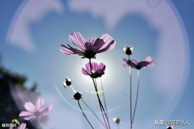 格桑花的寓意 格桑花的寓意（西藏格桑花的寓意） 生活