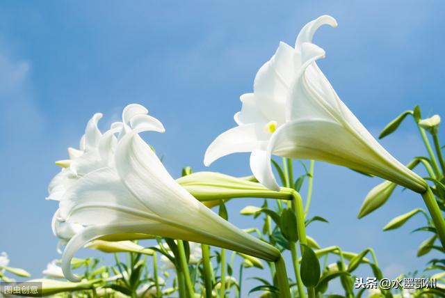 百合花种植技术