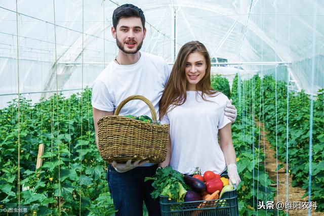 这个药具有超强抑病菌作用。被誉为瓜农的保护神 ，枯萎病的克星4