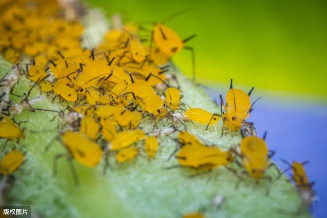 印楝素——防治410余种害虫、杀虫比例高达90%的蔬菜常用杀虫剂3