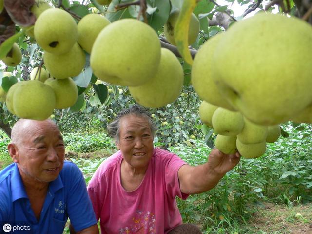 梨子糠化变成\9