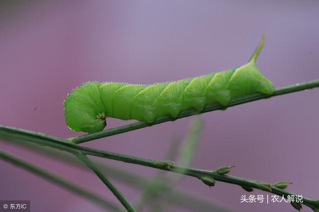 农村黄豆叶子上青绿色的虫子一斤上百块，不要错过了3