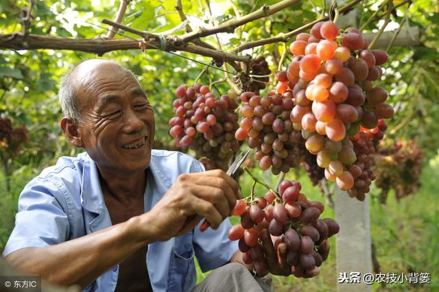 植物生长调节剂的数十种高效复配方法，你都会用？都用对了吗？13