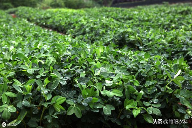 嘧菌酯新用法，分分钟钟都在杀菌，病虫防治新趋势4