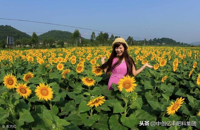 油葵种植把好五个技术环节1