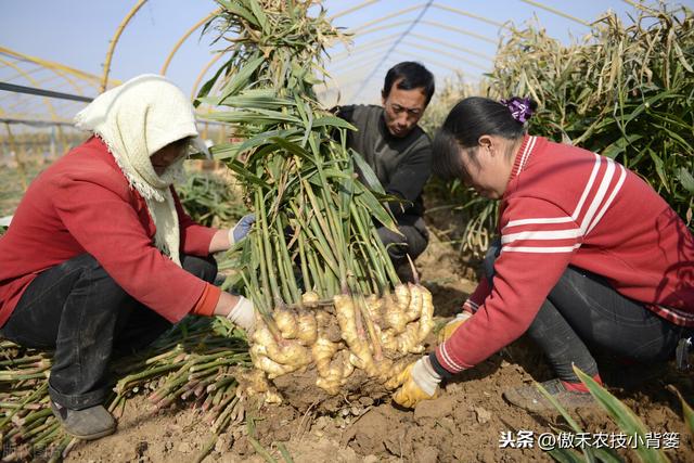 当下是姜瘟病和姜歪脖子病高发期！区别准症状、巧防巧治是关键11