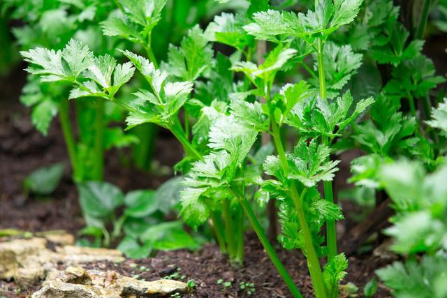 8月下旬，芹菜叶片上有斑点，不要盲目用药，先辨别病害，再防治10