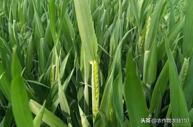 小麦拔节、孕穗、齐穗期的施肥、防病技术要点！看了不后悔4