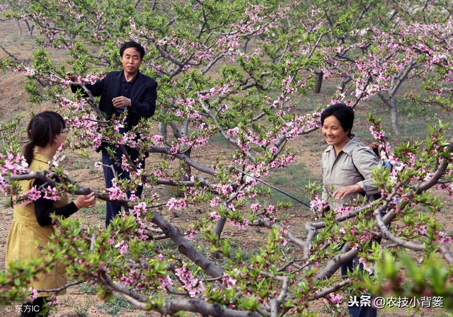 桃树流胶病年年发生、年年难防治，学会这些方法立体有效防治！6