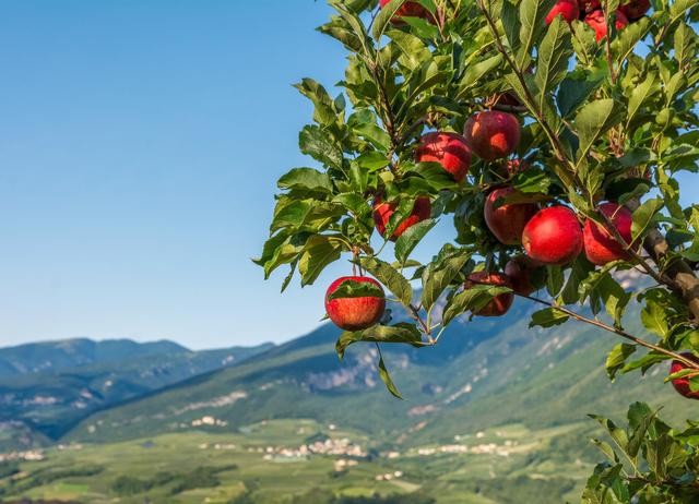 「苹果种植技术」如何区分苹果树的长枝、短枝？有什么区别缺点？