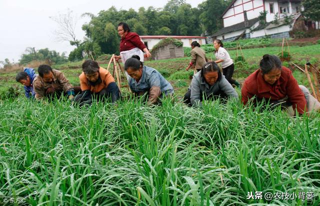 韭菜灰霉病发病多、危害重，哪些原因诱发？如何才能防治住？5