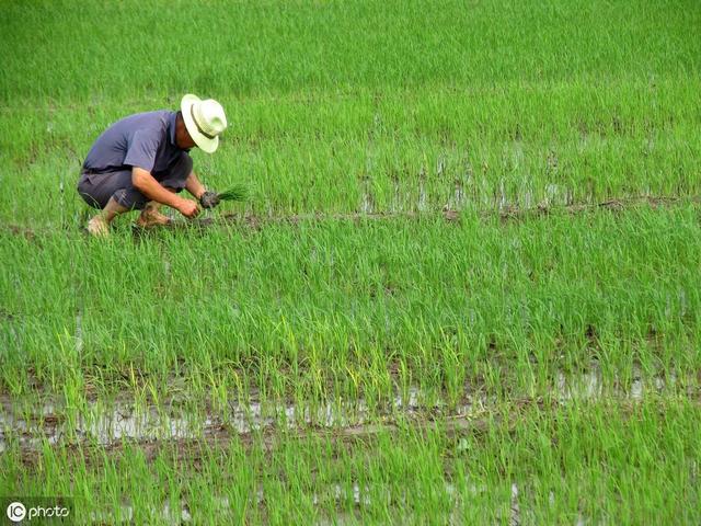 早稻水直播为什么要重视芽前封闭除草？对抗水田抗性杂草第一步！