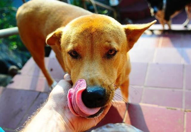 图文 为什么狗狗祖先经常 狼吞虎咽 吃食 却不会噎死 原因有5点 狗能正常吃东西没被卡 Www Chongwu56 Com