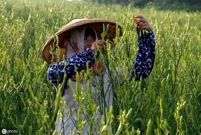 黄花菜田间管理和病虫害防治技术，详细分享种植技术2