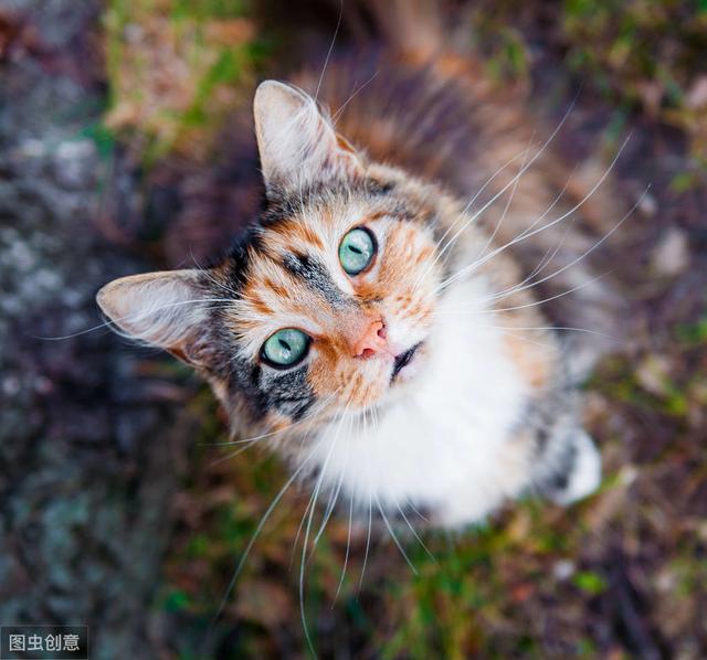 如何才能防止宠物携染跳蚤，猫咪身上有跳蚤记住这些“小偏方”，和跳蚤说拜拜