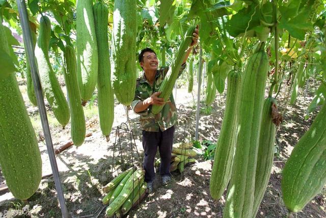 丝瓜种植，出现化瓜影响产量，如何避免？预防和补救措施教会你