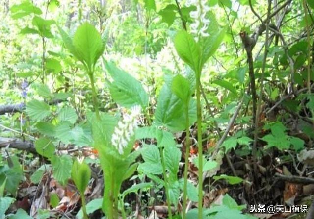 大叶芹，农村山间的野菜，有很好的祛湿止痛和治感冒头痛的功效2